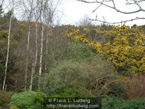 Birches and Furze